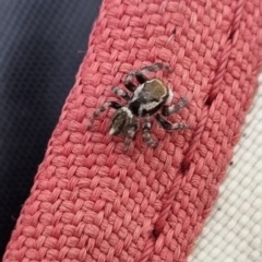 Maratus griseus (Jumping spider) at QPRC LGA - 8 Mar 2024 by Shairlyn