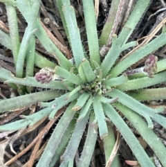 Plantago coronopus subsp. coronopus (Bucks-horn Plantain) at Tarago, NSW - 7 Mar 2024 by JaneR