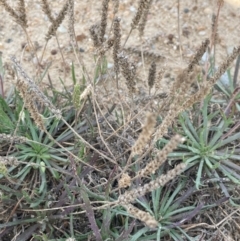 Plantago coronopus subsp. coronopus at Tarago, NSW - 7 Mar 2024 02:50 PM