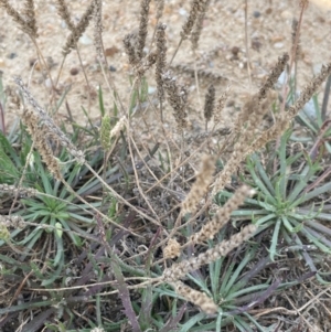 Plantago coronopus subsp. coronopus at Tarago, NSW - 7 Mar 2024