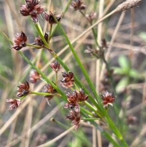 Juncus articulatus subsp. articulatus at Namadgi National Park - 6 Mar 2024