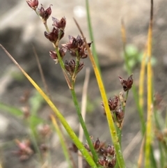 Juncus articulatus subsp. articulatus at Namadgi National Park - 6 Mar 2024