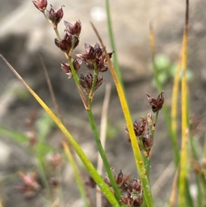 Juncus articulatus subsp. articulatus at Namadgi National Park - 6 Mar 2024