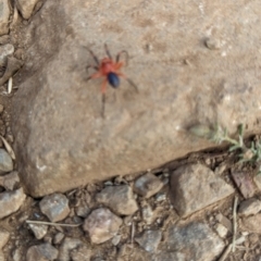 Nicodamidae (family) (Red and Black Spider) at Alpine Shire - 8 Mar 2024 by jeremyahagan