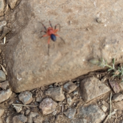 Nicodamidae (family) (Red and Black Spider) at Alpine Shire - 8 Mar 2024 by jeremyahagan