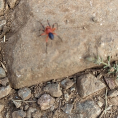 Unidentified Spider (Araneae) New-Not Complete at Dinner Plain, VIC - 7 Mar 2024 by jeremyahagan