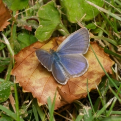 Zizina otis (Common Grass-Blue) at Downer, ACT - 7 Mar 2024 by RobertD