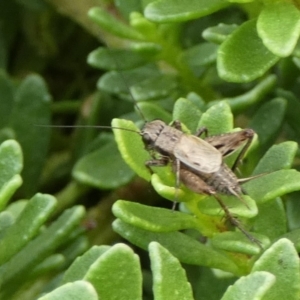 Teleogryllus sp. (genus) at QPRC LGA - 8 Mar 2024