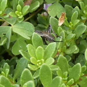 Teleogryllus sp. (genus) at QPRC LGA - 8 Mar 2024