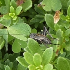 Teleogryllus sp. (genus) at QPRC LGA - 8 Mar 2024