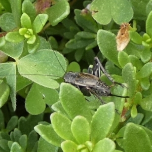 Teleogryllus sp. (genus) at QPRC LGA - 8 Mar 2024