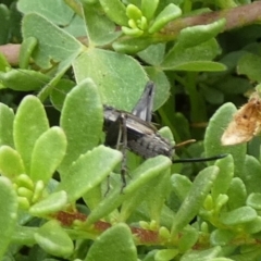 Teleogryllus sp. (genus) at QPRC LGA - 8 Mar 2024