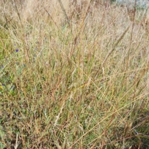 Bothriochloa macra at Farrer, ACT - 8 Mar 2024 11:00 AM