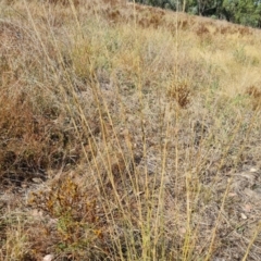 Sporobolus creber (Slender Rat's Tail Grass) at Isaacs Ridge - 8 Mar 2024 by Mike