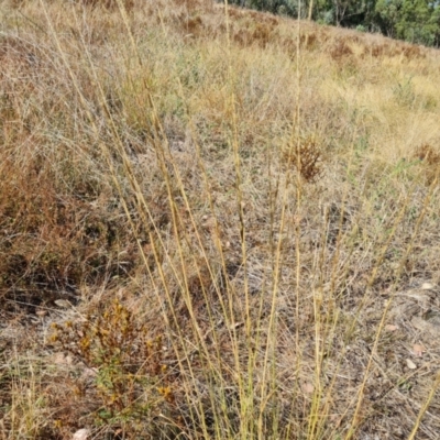 Sporobolus creber (Slender Rat's Tail Grass) at Isaacs, ACT - 7 Mar 2024 by Mike