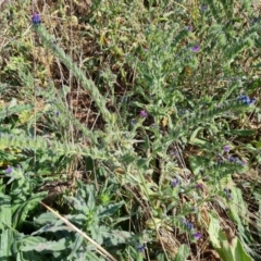 Echium plantagineum (Paterson's Curse) at Isaacs Ridge - 7 Mar 2024 by Mike