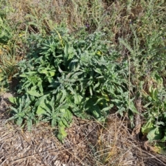 Echium plantagineum at Isaacs Ridge - 8 Mar 2024