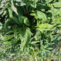 Echium plantagineum at Isaacs Ridge - 8 Mar 2024