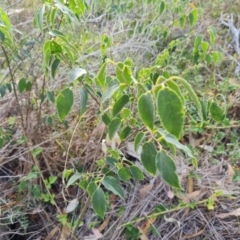 Celtis australis (Nettle Tree) at Isaacs Ridge and Nearby - 7 Mar 2024 by Mike