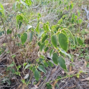 Celtis australis at Isaacs Ridge and Nearby - 8 Mar 2024 10:17 AM