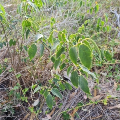 Celtis australis (Nettle Tree) at Isaacs, ACT - 8 Mar 2024 by Mike