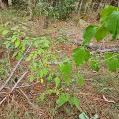 Leycesteria formosa (Himalayan Honeysuckle) at Isaacs, ACT - 8 Mar 2024 by Mike