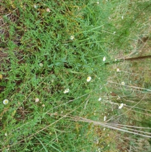 Erigeron karvinskianus at Isaacs Ridge and Nearby - 8 Mar 2024