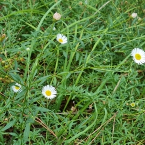 Erigeron karvinskianus at Isaacs Ridge and Nearby - 8 Mar 2024