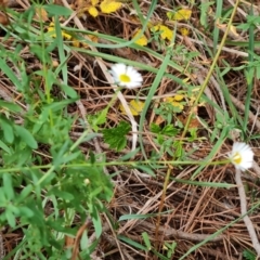 Erigeron karvinskianus (Seaside Daisy) at Isaacs Ridge and Nearby - 7 Mar 2024 by Mike