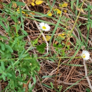 Erigeron karvinskianus at Isaacs Ridge and Nearby - 8 Mar 2024