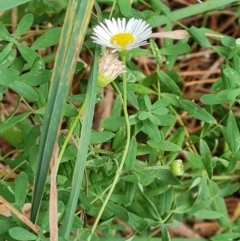 Erigeron karvinskianus at Isaacs Ridge and Nearby - 8 Mar 2024 09:39 AM