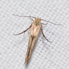 Stathmopoda hyposcia (A Gelechioid moth) at QPRC LGA - 25 Feb 2024 by DianneClarke