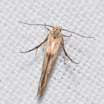 Stathmopoda hyposcia (A Gelechioid moth) at Jerrabomberra, NSW - 25 Feb 2024 by DianneClarke