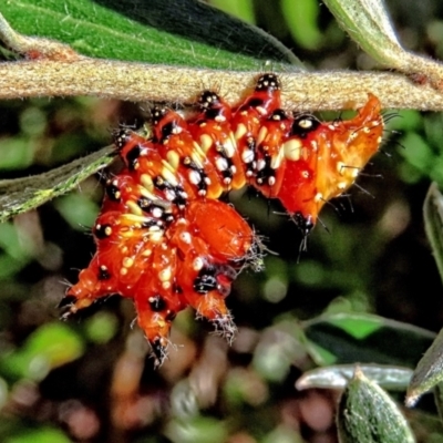 Psalidostetha banksiae (Banksia Moth) at Wollemi National Park - 2 Mar 2024 by poppyde