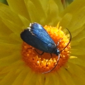 Pollanisus (genus) at ANBG - 7 Mar 2024 02:45 PM