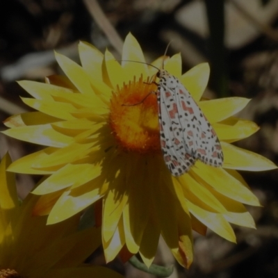 Utetheisa pulchelloides (Heliotrope Moth) at ANBG - 7 Mar 2024 by JohnBundock