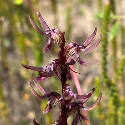 Corunastylis superba (Superb Midge Orchid) at Sassafras, NSW - 28 Jan 2024 by Tapirlord