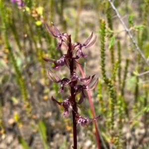 Corunastylis superba at suppressed - 28 Jan 2024