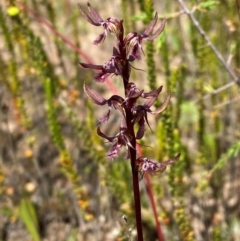 Corunastylis superba at suppressed - 28 Jan 2024