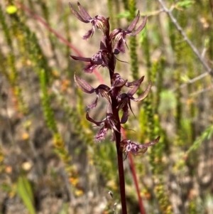 Corunastylis superba at suppressed - 28 Jan 2024