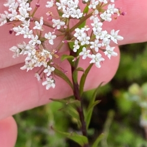 Platysace lanceolata at Morton National Park - 28 Jan 2024