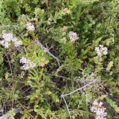 Platysace lanceolata at Morton National Park - 28 Jan 2024