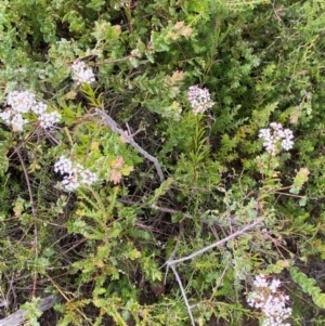 Platysace lanceolata at Morton National Park - 28 Jan 2024