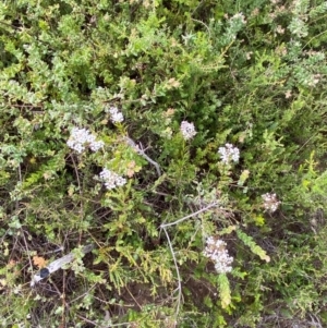 Platysace lanceolata at Morton National Park - 28 Jan 2024