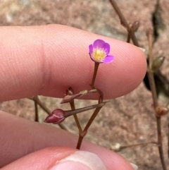 Calandrinia calyptrata (Pink Purslane) at Boolijah, NSW - 28 Jan 2024 by Tapirlord