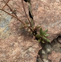 Calandrinia calyptrata at Morton National Park - 28 Jan 2024