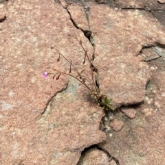 Calandrinia calyptrata at Morton National Park - 28 Jan 2024