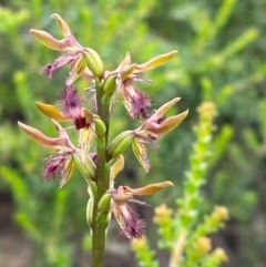 Corunastylis fimbriata (Fringed Midge Orchid) at Morton National Park - 28 Jan 2024 by Tapirlord