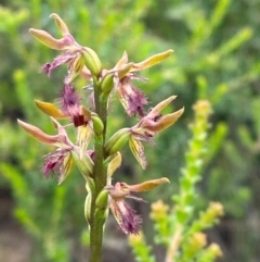 Corunastylis fimbriata (Fringed Midge Orchid) at Boolijah, NSW - 28 Jan 2024 by Tapirlord