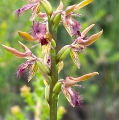 Corunastylis fimbriata at Morton National Park - 28 Jan 2024